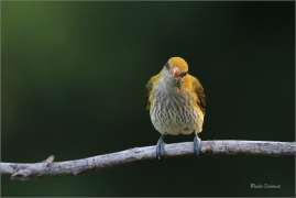 <p>ŽLUVA HAJNÍ (Oriolus oriolus) - jižní Morava - Pouzdřanská step ---- /Eurasian golden oriole - Pirol/</p>